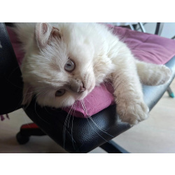 Шотландская кошечка