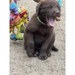 Лабрадор - щенки шоколадного и чёрного окраса