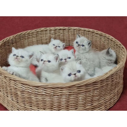 Экзотические короткошерстные котята