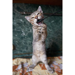 Котёнок Бруно с пятнистым животиком в дар