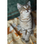 Котёнок Бруно с пятнистым животиком в дар