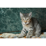 Котёнок Бруно с пятнистым животиком в дар
