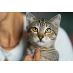 Котёнок Бруно с пятнистым животиком в дар