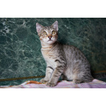 Котёнок Бруно с пятнистым животиком в дар