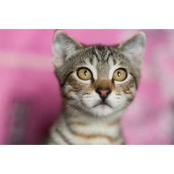 Вислоухий пятнистый котёнок Бруно в дар