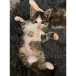 Красавчик Шоша, котенок 2,5 мес в добрые руки.