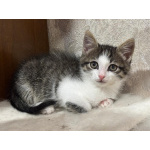 Красавчик Шоша, котенок 2,5 мес в добрые руки.