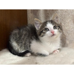 Красавчик Шоша, котенок 2,5 мес в добрые руки.