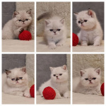 Экзотические короткошерстные котята