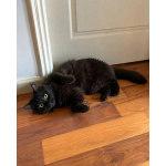 Котик Мотя ищет дом