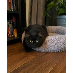 Котик Мотя ищет дом