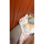Котёнок Персик ищет дом
