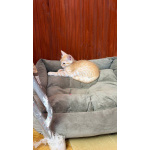 Котёнок Персик ищет дом