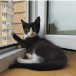 Котенок Тимоша в добрые руки