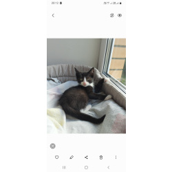 Котенок Тимоша в добрые руки