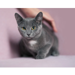 Котенок Жеки ищет свой дом