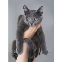 Котенок Жеки ищет свой дом