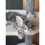 Котенок мейн-кун