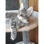 Котенок мейн-кун