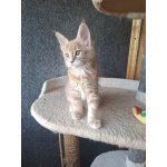 Котенок мейн-кун