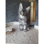 Котенок мейн-кун