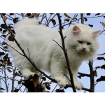 Сибирские котята