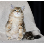 Сибирские котята