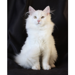 Сибирские котята