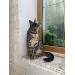 Котенок-подросток, оставленный на улице, ищет дом