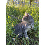 Котенок-подросток, оставленный на улице, ищет дом