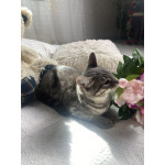 Котенок-подросток, оставленный на улице, ищет дом