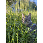 Котенок-подросток, оставленный на улице, ищет дом