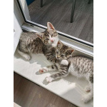 Очаровательные котята ищут дом!