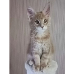 Котята мейн-кун (кошечки)