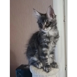 Котята мейн-кун