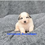 Щенки Пиренейской горной собаки