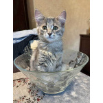 Три маленьких котенка девочки ищут своих хозяев