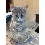 Три маленьких котенка девочки ищут своих хозяев