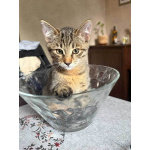 Три маленьких котенка девочки ищут своих хозяев