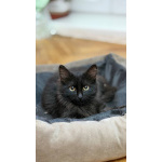 Котёнок Пиксель ищет дом