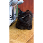 Котёнок Пиксель ищет дом