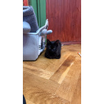 Котёнок Пиксель ищет дом