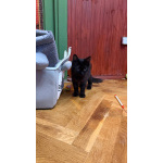 Котёнок Пиксель ищет дом