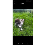 Котята Мейн кун полидакт