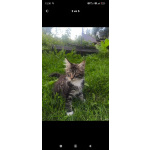 Котята Мейн кун полидакт