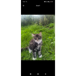 Котята Мейн кун полидакт