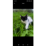 Котята Мейн кун полидакт