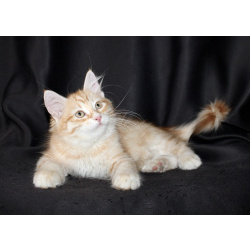 Сибирские котята