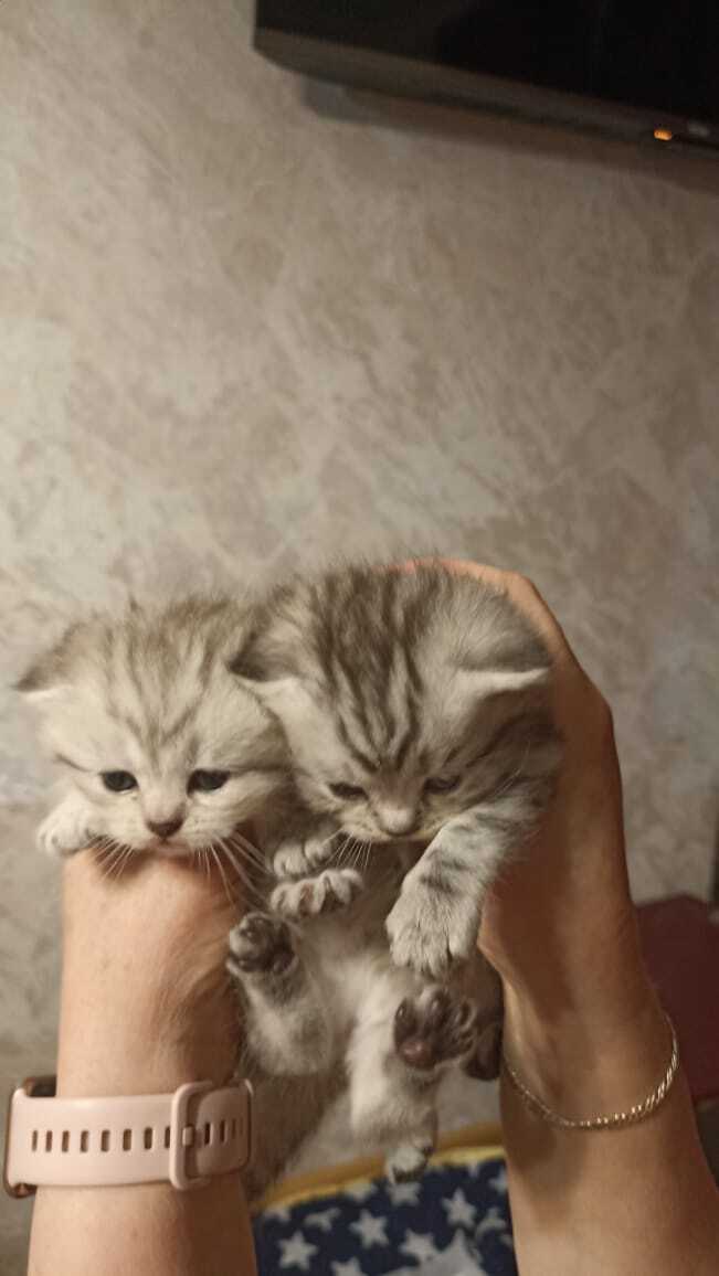 Продаю котят