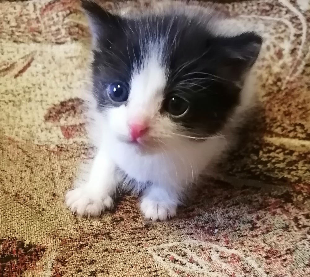 Котенок